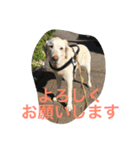 sweet Labrador（個別スタンプ：37）