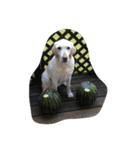 sweet Labrador（個別スタンプ：40）