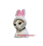 It is not fat. lt is miumiu（個別スタンプ：1）