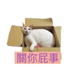 It is not fat. lt is miumiu（個別スタンプ：2）