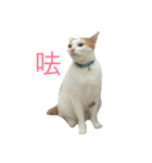 It is not fat. lt is miumiu（個別スタンプ：6）