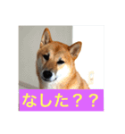 むさしです。柴犬です。（個別スタンプ：1）