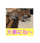 むさしです。柴犬です。（個別スタンプ：2）