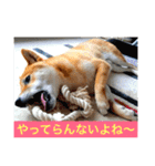 むさしです。柴犬です。（個別スタンプ：4）