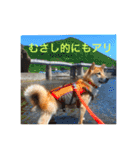 むさしです。柴犬です。（個別スタンプ：6）