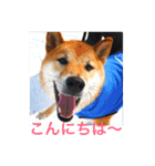 むさしです。柴犬です。（個別スタンプ：8）