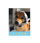 むさしです。柴犬です。（個別スタンプ：9）