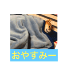 むさしです。柴犬です。（個別スタンプ：10）