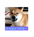 むさしです。柴犬です。（個別スタンプ：11）