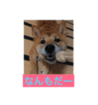 むさしです。柴犬です。（個別スタンプ：13）