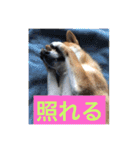 むさしです。柴犬です。（個別スタンプ：15）