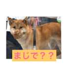 むさしです。柴犬です。（個別スタンプ：16）