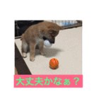 むさしです。柴犬です。（個別スタンプ：17）