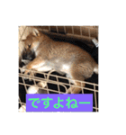 むさしです。柴犬です。（個別スタンプ：18）