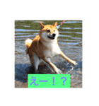 むさしです。柴犬です。（個別スタンプ：21）