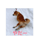 むさしです。柴犬です。（個別スタンプ：24）