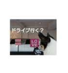 かちゅくん（個別スタンプ：2）