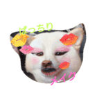 popopon（個別スタンプ：6）