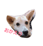 popopon（個別スタンプ：8）