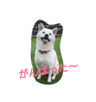 popopon（個別スタンプ：11）