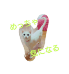popopon（個別スタンプ：13）