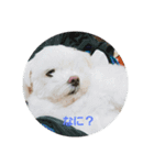 さすけふぁんのためのすたんぷ。（個別スタンプ：13）