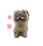 money baby dog（個別スタンプ：2）