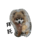 money baby dog（個別スタンプ：7）