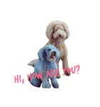 AustralianLabradoodle（個別スタンプ：1）