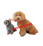 AustralianLabradoodle（個別スタンプ：3）