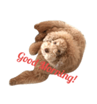 AustralianLabradoodle（個別スタンプ：4）