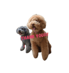 AustralianLabradoodle（個別スタンプ：5）
