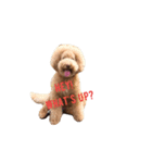 AustralianLabradoodle（個別スタンプ：6）