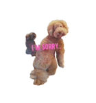 AustralianLabradoodle（個別スタンプ：7）
