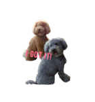 AustralianLabradoodle（個別スタンプ：8）