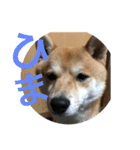 こてつっ（個別スタンプ：1）