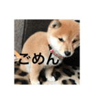 こてつっ（個別スタンプ：4）