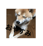 こてつっ（個別スタンプ：5）