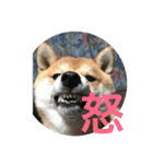 こてつっ（個別スタンプ：6）