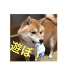 こてつっ（個別スタンプ：9）