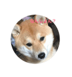 こてつっ（個別スタンプ：10）