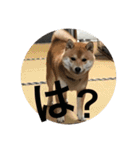 こてつっ（個別スタンプ：11）
