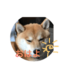 こてつっ（個別スタンプ：12）