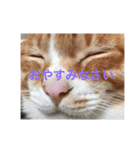 coco/mugi/uni（個別スタンプ：2）