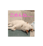 coco/mugi/uni（個別スタンプ：5）