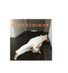 coco/mugi/uni（個別スタンプ：8）