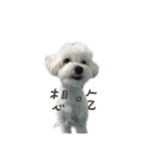 Q ni puppy life（個別スタンプ：1）