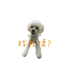 Q ni puppy life（個別スタンプ：2）