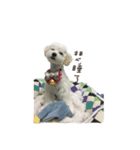Q ni puppy life（個別スタンプ：4）
