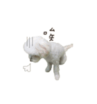 Q ni puppy life（個別スタンプ：5）